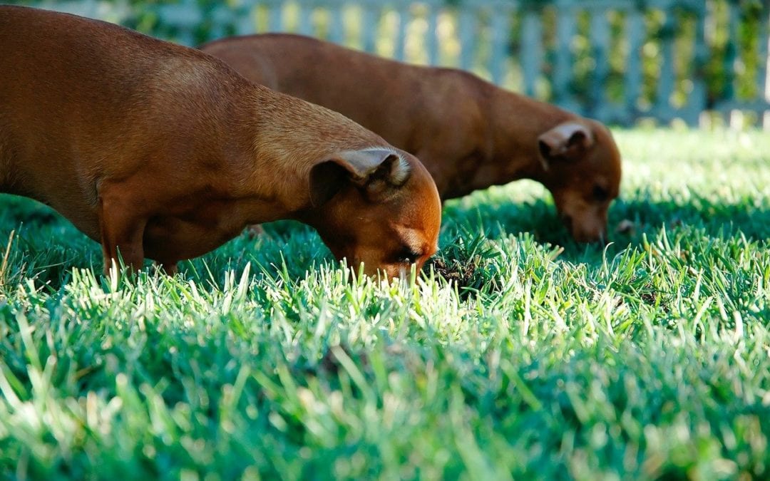 5 Crazy Canine Behaviors and Their Reasons